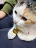 得酷狗狗身份牌定制宠物猫咪小型犬泰迪犬防走丢牌刻字中型犬项圈吊牌 金色猫头款（备注留言免费刻字） S-小型6-15斤 实拍图