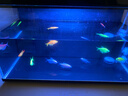 米家（MIJIA）智能生态鱼缸定时喂食智能鱼缸+画法几何增氧泵套装 实拍图