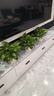 双盟绿萝盆栽除甲醛花卉绿植办公室新房净化空气180白竖纹4盆源头直发 实拍图