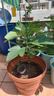 爱丽思（IRIS）特大号圆形花盆种树庭院超大加厚大盆景树木无花果蓝莓果树种植盆 人气*20号茶色 80L(口径60cm） 实拍图