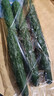 长黄瓜约600g 实拍图