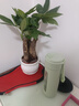 发财树盆栽大植物室内办公室桌面客厅小盆景招财树苗绿植花卉盆栽 三杆发财树 5-8cm【随机陶瓷盆】 【送肥料】 实拍图