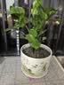 花盆陶瓷花盆特大号特价清仓带托盘阳台盆绿植吊兰多肉盆简约花盆 79088荷 特大号 实拍图