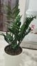 植男植女金钱树大型盆栽植物室内客厅落地办公室轻奢招财好养绿植源头直发 实拍图