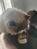 馋小汪猫罐头猫咪零食主食罐成幼猫营养湿粮鸡肉丝高汤罐85克整箱猫零食 鲜享滋润【鸡肉+三文鱼】 24罐【囤货超值装】 实拍图
