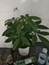 幼薇发财树盆栽树桩招财室内大型绿植开业送礼前台大号金钱树四季常青 三杆发财树+黑鹿陶瓷盆 带盆栽好 实拍图