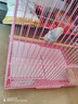 万宠汇 鸟活体虎皮鹦鹉笼养牡丹玄风活鸟学说话手养小太阳鹦鹉和尚鹦鹉 随机大头虎皮鹦鹉1只公母可备注 实拍图