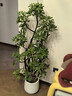 叹为观止大型植物发财树各种大颗盆栽开业乔迁客厅办公室内好养大型花卉 造型鸭脚木【1.4-1.6米】 含盆 实拍图