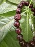 迎胤国印度小叶紫檀原木手串正品天然貔貅满金星高密度文玩手链高端18mm 实拍图
