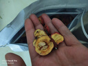 茗愿花果茶纯山楂干片500g大果无添加无熏硫酸梅汤原料泡水喝的花草茶 实拍图