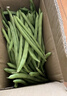 农家四季豆新鲜现摘云南长扁豆角农家应当季蔬菜芸豆现摘菜豆 新鲜四季豆1斤 实拍图