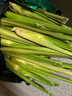 【现采现发】新鲜茭白时令蔬菜带壳茭白高笋应季美食农家自种包邮 现采带壳茭白4.6-5斤 净重 实拍图