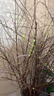 花翁干枝支水培植物花卉室内盆栽绿植 雪柳鲜枝70-80cm20支源头直发 实拍图