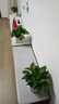 双盟绿萝盆栽除甲醛花卉绿植办公室新房净化空气110竖纹盆8盆源头直发 实拍图