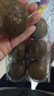 同仁堂（TRT）罗汉果6枚广西罗汉果干果大果果仁清润茶泡水喝喉茶养生茶110g 实拍图