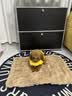 柒哦猫垫子冬季保暖睡垫四季通用狗垫子猫咪毯子宠物睡觉猫狗窝地垫 泡泡兔绒垫-卡其咖 S码-50*35cm【适用于10斤内】 实拍图