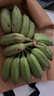 广西小米蕉小香蕉自然熟迷你香蕉苹果蕉小芭蕉新鲜水果特产鸡蕉 苹果蕉 3斤 香甜软糯 实拍图