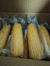 京鲜生【有机】内蒙古敖汉黄甜糯玉米礼盒装200g×8根源头直发包邮 实拍图