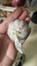 紫白皮蒜水果大蒜超市即食生鲜蔬菜大蒜 【优选】带箱 1斤 单果3.5-5cm 实拍图
