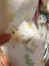 欢喜小熊婴儿连体衣初生宝宝冬季薄棉哈衣爬服新生儿秋冬纯棉蝴蝶衣 实拍图