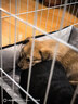 獒少保狗笼方管狗笼子大中小型犬金毛加粗宠物狗狗笼子狗屋用品 白色带天窗94*64*85cm 建议60斤内中大型犬 实拍图