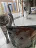宝诺滋无谷鲜肉全价猫粮成幼猫全品种全期主粮通用试吃猫干粮 三文鱼鲜鸡肉【45%粗蛋白】1斤试吃装 实拍图