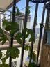 金雅特植物固定器捆扎带阳台盆栽防倒伏魔术粘贴扣带不伤花叶5m*3卷 实拍图