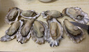 海味先生 生蚝鲜活 海蛎子 2.5kg 袋装 【推荐】5斤生蚝（25-28只） 实拍图