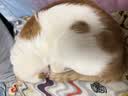 BOTH猫粮 C63鸡肉鱼肉全价成猫粮 猫咪专用猫饭 N3海藻系列猫粮猫主粮 C63成猫粮6.8kg【协助排毛球】 实拍图
