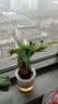 通沭发财树室内盆栽花卉绿植桌面发财树 单杆发财树+早安盆源头直发 实拍图