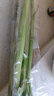 【24小时菜】大芹菜约400g 实拍图