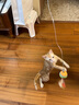 赞宠 三节伸缩杆逗猫棒 猫咪棒长杆羽毛钓幼猫玩具铃铛耐玩逗猫神器 实拍图