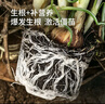 史丹利快速生根粉植物通用树木移栽强力扦插专用100g 实拍图