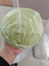 【霜打菜】圆白菜 约800g 实拍图