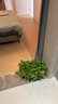 双盟绿萝盆栽除甲醛绿植办公室新房净化空气180自吸水16盆装源头直发 晒单实拍图