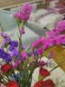 3.18节勿忘我鲜切花真花客厅餐桌插花摆件送人礼物 勿忘我1束（2-5个颜色）约200g新手福利 实拍图