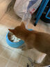 憨憨乐园猫碗陶瓷猫粮双碗斜口狗碗狗盆狗粮宠物幼猫咪吃饭食盆喝水喂食 实拍图