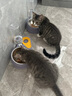 憨憨乐园猫碗双碗猫咪喝水碗猫食盆斜防打翻饭盆狗碗宠物用品 实拍图
