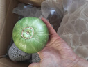 京鲜生 绿宝香瓜甜瓜  4粒装 单果200g起 中秋生鲜水果 实拍图