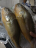 三都港 冷冻黄花鱼700g/2条装 宁德大黄鱼 深海鱼 生鲜 鱼类 海鲜 实拍图