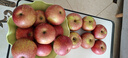 山姆大叔 丑苹果昭通苹果冰糖级【多地次日达】苹果水果礼盒圣诞节礼物 【金标·稀缺果王】单果80-90mm｜甜度翻倍 10斤装【高山老树果-更脆甜】净8 实拍图