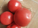 番茄约500g 实拍图