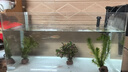 疯狂水草（FKSC）真水草鱼缸造景套餐净化水质懒人鱼缸水草植物直接入缸蜈蚣草 【火山石】水草入门组合3棵 实拍图