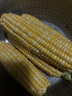 滇味十足（DIANWEISHIZU）水果玉米甜玉米云南金银双色新鲜甜嫩水果玉米棒鲜玉米茄果瓜 金银双色 【精选5斤】（净重 约5-9根） 实拍图