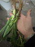 现挖新鲜青蒜苗红皮青梗大蒜苗红根蒜苗本地蒜苗新鲜蔬菜3斤5斤 新鲜蒜苗 1斤 实拍图