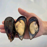 十里馋连云港鲜活青口贝贻贝顺丰特大新鲜大海虹鲜活淡菜 鲜活发货【顺丰】 3斤(净重) 实拍图