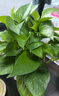 双盟 绿萝盆栽除甲醛花卉绿植办公室新房净化空气110款10盆装源头直发 实拍图
