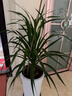 中梦 龙须树 多头龙血树 龙铁树室内客厅盆栽花卉植物办公室盆景 龙须树单杆单头1株 70厘米高度 含盆 实拍图