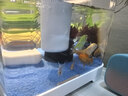 阔庭（KUOTING）缸水族箱生态桌面鱼缸新款懒人鱼缸生态造景过滤制氧一体机白色 实拍图