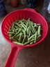 京鲜生山东新鲜架豆王净重3斤新鲜蔬菜源头直发包邮 实拍图